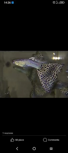 Guppy show selezionati a standard IKGH | Foto 1