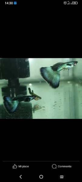 Guppy show selezionati a standard IKGH | Foto 0