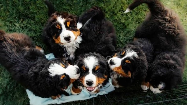 Cuccioli di bovaro de Bernese