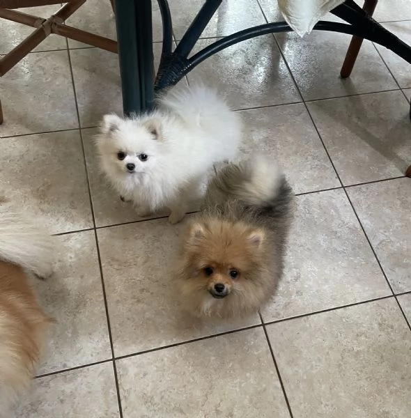 Spitz nano Pomerania