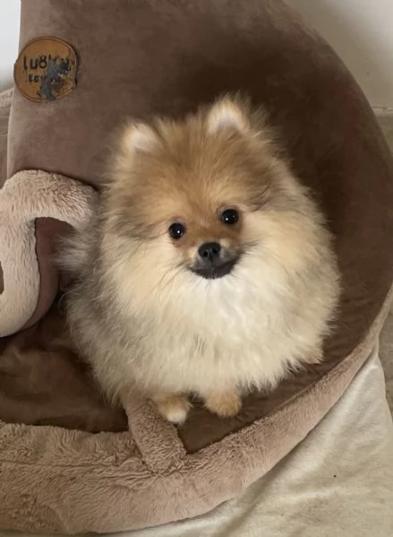 Spitz nano Pomerania | Foto 5