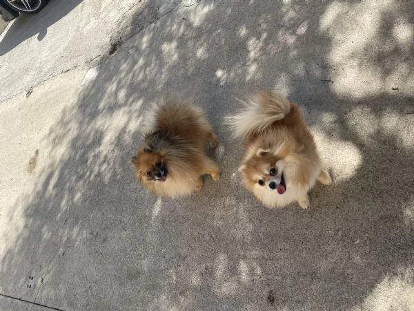 Spitz nano Pomerania | Foto 4