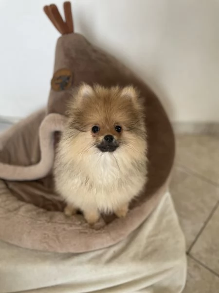 Spitz nano Pomerania | Foto 3