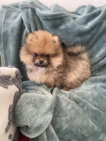 Spitz nano Pomerania | Foto 2