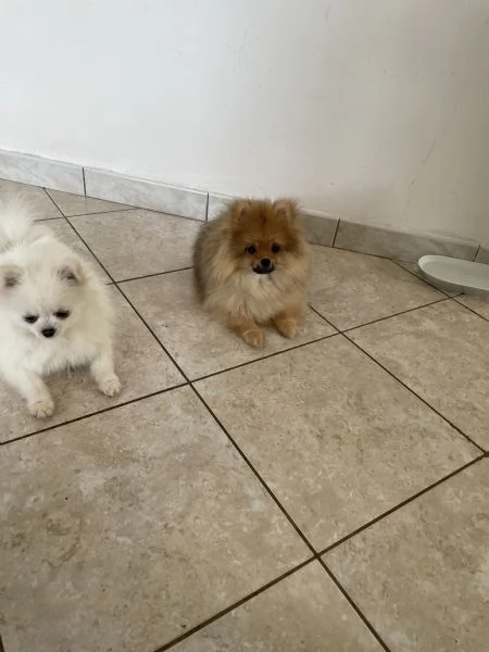 Spitz nano Pomerania | Foto 1