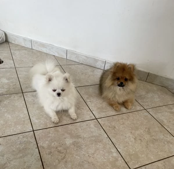 Spitz nano Pomerania | Foto 0