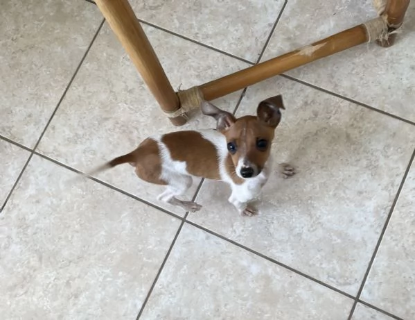 Pinscher nano femmina | Foto 3