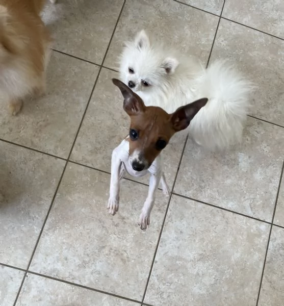 Pinscher nano femmina | Foto 2