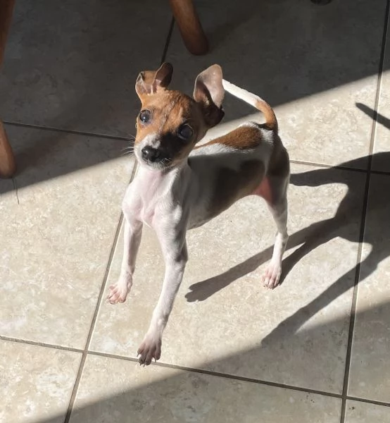Pinscher nano femmina