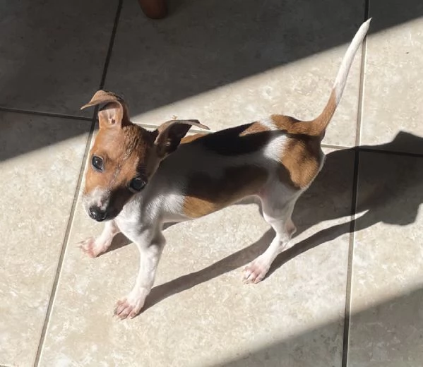 Pinscher nano femmina | Foto 1