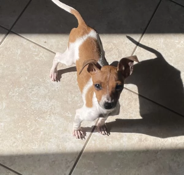 Pinscher nano femmina | Foto 0