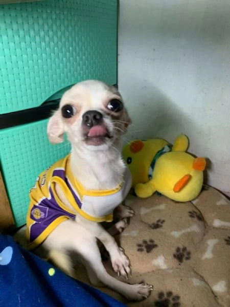 Cane per accoppiamento | Foto 0