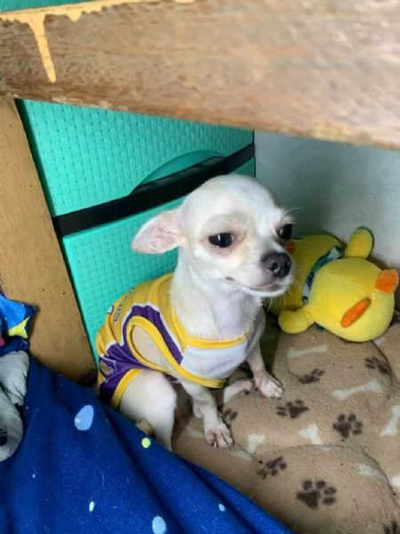 Cane per accoppiamento