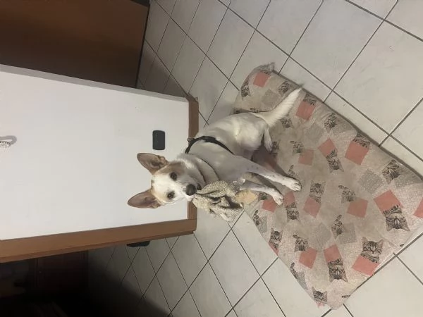 Cedo in adozione: Blanco | Foto 0