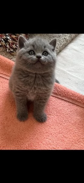 Bellissime cucciolate di british shorthair