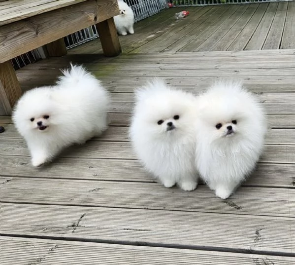 Cuccioli di Pomerania