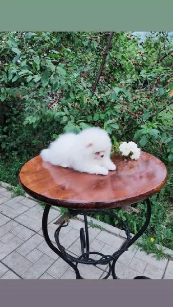 Cuccioli di Spitz di Pomerania | Foto 1