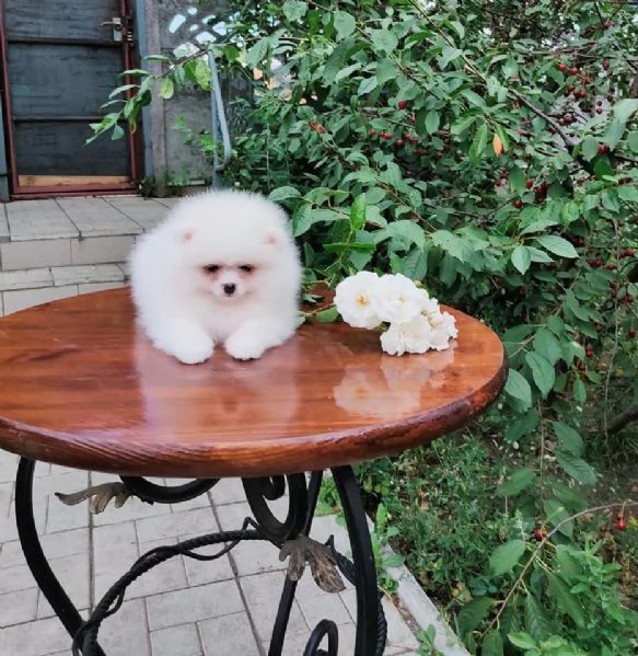 Cuccioli di Spitz di Pomerania | Foto 0