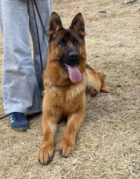 Verkaufe reinrassige Schäferhundin | Foto 0