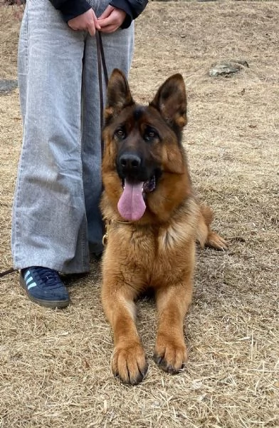 Verkaufe reinrassige Schäferhundin