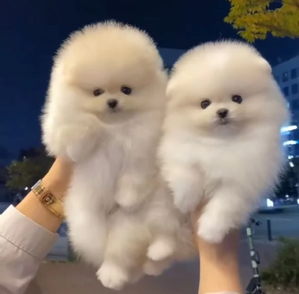 2 adorabili e ben addestrati cuccioli di pomerania per l'adozione.