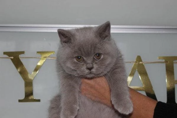 Gattini British Shorthair – Eleganza e Dolcezza | Foto 0