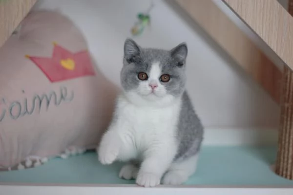 British Shorthair maschio e femmina | Foto 0