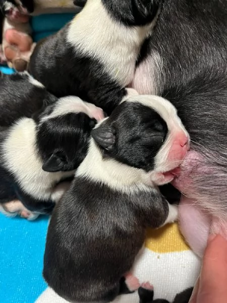 Cuccioli di Boston Terrier | Foto 3