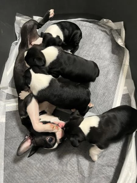 Cuccioli di Boston Terrier | Foto 1