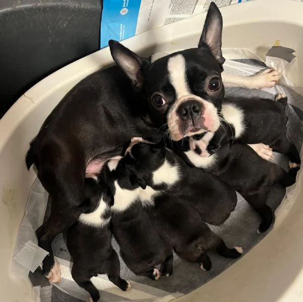 Cuccioli di Boston Terrier