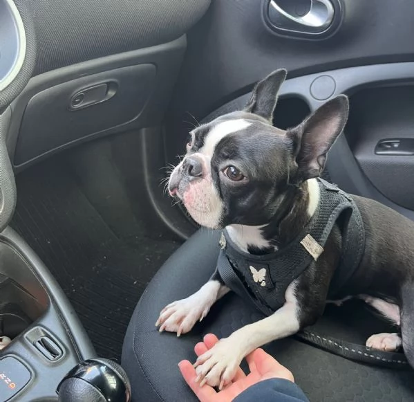 Cuccioli di Boston Terrier | Foto 0