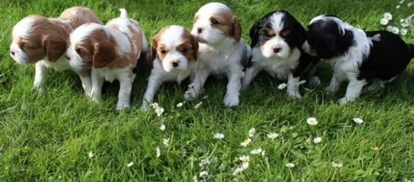 Cavalier King Charles Spaniel: cuccioli da allevamento FCI di buona reputazione! | Foto 0