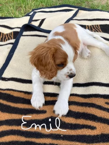Cavalier King Charles Spaniel: cuccioli da allevamento FCI di buona reputazione!