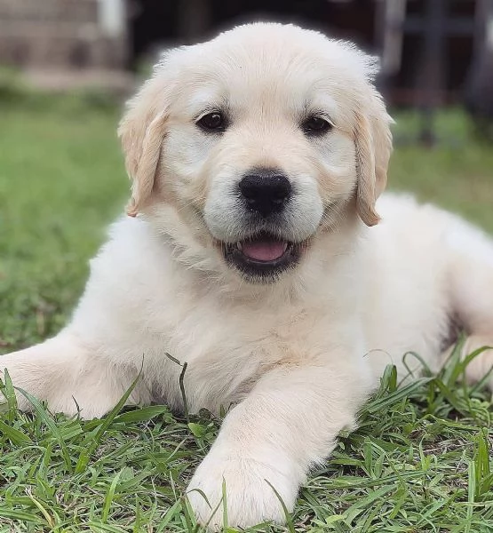 Cuccioli di Golden retriever 3 mesi | Foto 0