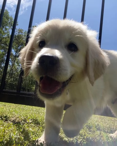 Due cuccioli maschietti di Golden retriever | Foto 0