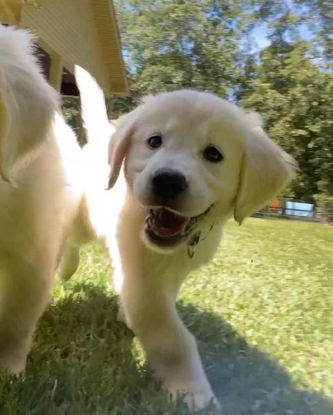 Due cuccioli maschietti di Golden retriever