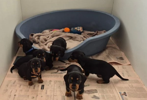 cuccioli di bassotto maschio e femmina | Foto 1