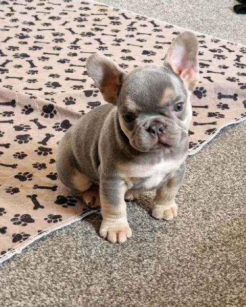cuccioli di bulldog francese maschio e femmina | Foto 2