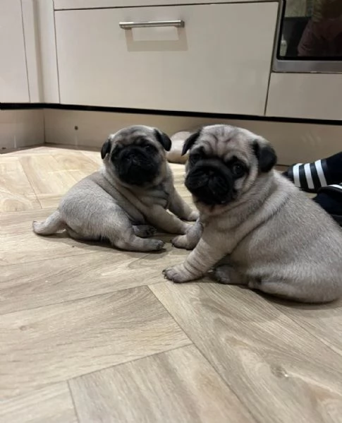 cuccioli di carlino maschio e femmina