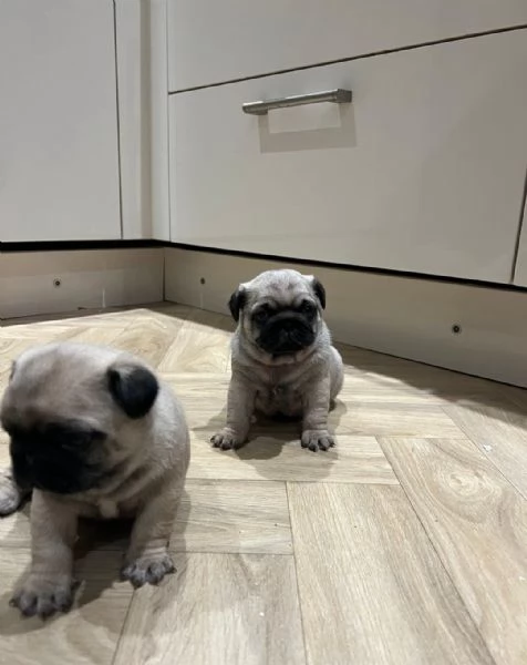 cuccioli di carlino maschio e femmina | Foto 2