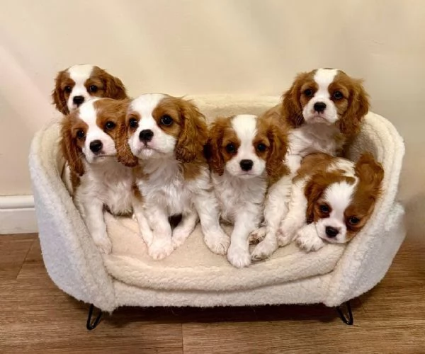 nostri cuccioli di Cavalier King maschi e femmine