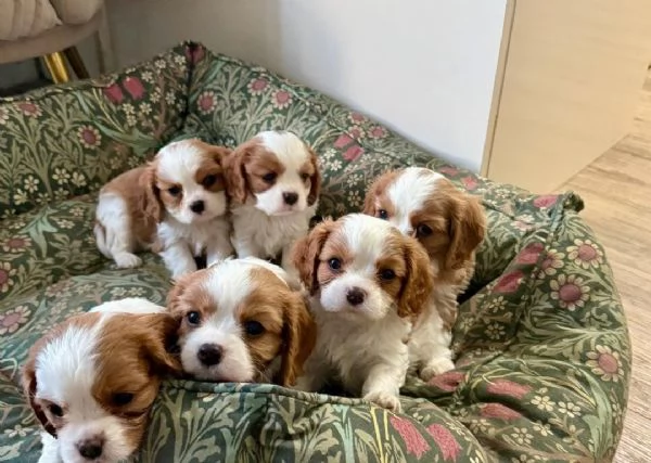nostri cuccioli di Cavalier King maschi e femmine | Foto 2
