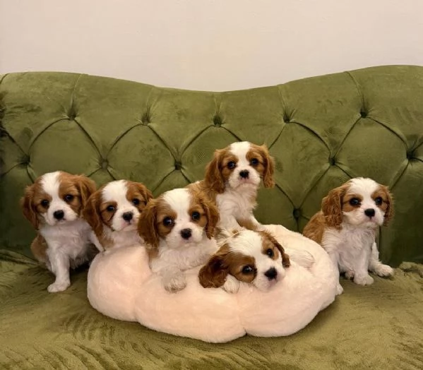 nostri cuccioli di Cavalier King maschi e femmine | Foto 1