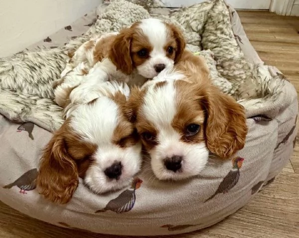 nostri cuccioli di Cavalier King maschi e femmine | Foto 0