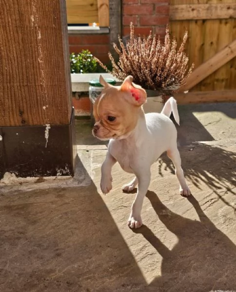 cuccioli di Chihuahua maschi e femmine