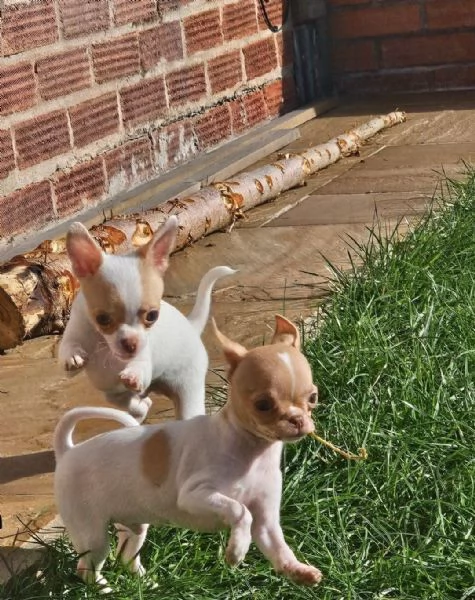 cuccioli di Chihuahua maschi e femmine | Foto 2