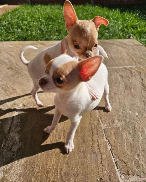 cuccioli di Chihuahua maschi e femmine | Foto 0
