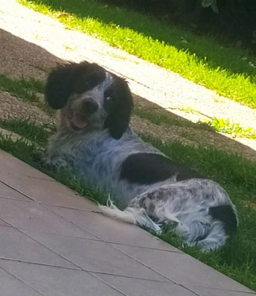 Regalo cagnolina 4 anni ,incrocio breton | Foto 1