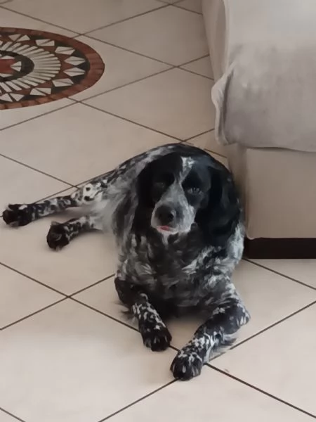 Regalo cagnolina 4 anni ,incrocio breton | Foto 0