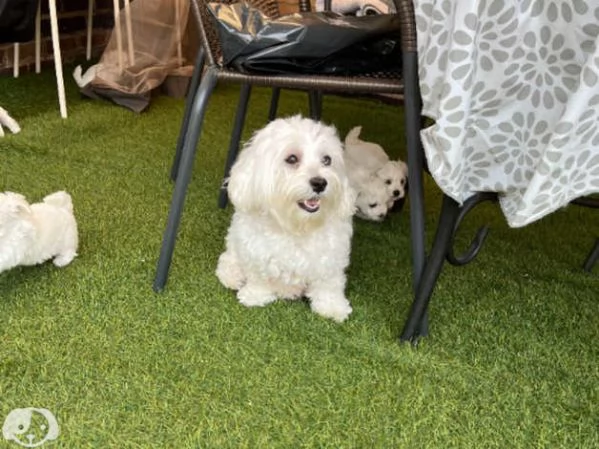 Maltese | Foto 2